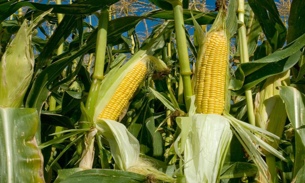 El Big Data - [VIDEO] El elote más dulce se da en Topilejo y podrás  disfrutarlos en la Feria del Elote 2019